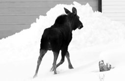 Story 3 - 140305 Crowsnest Pass Herald