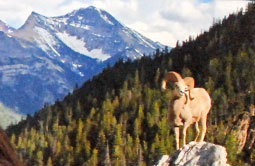 Story 5 - 160713 Crowsnest Pass Herald